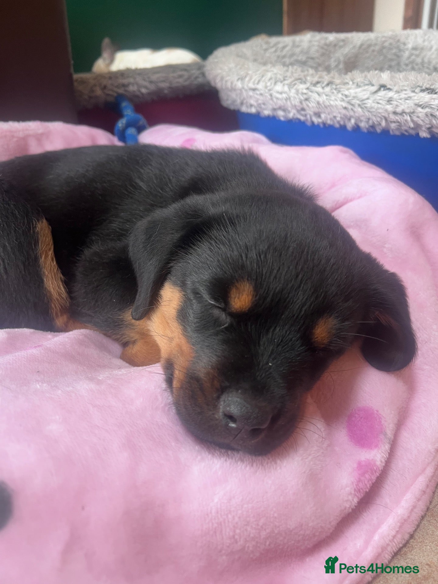 Rottweiler dogs Female for sale from health tested patients  - Advert 2