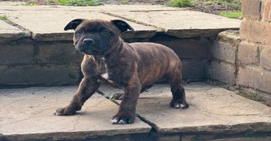 Staffordshire Bull Terrier dogs - Advert 7