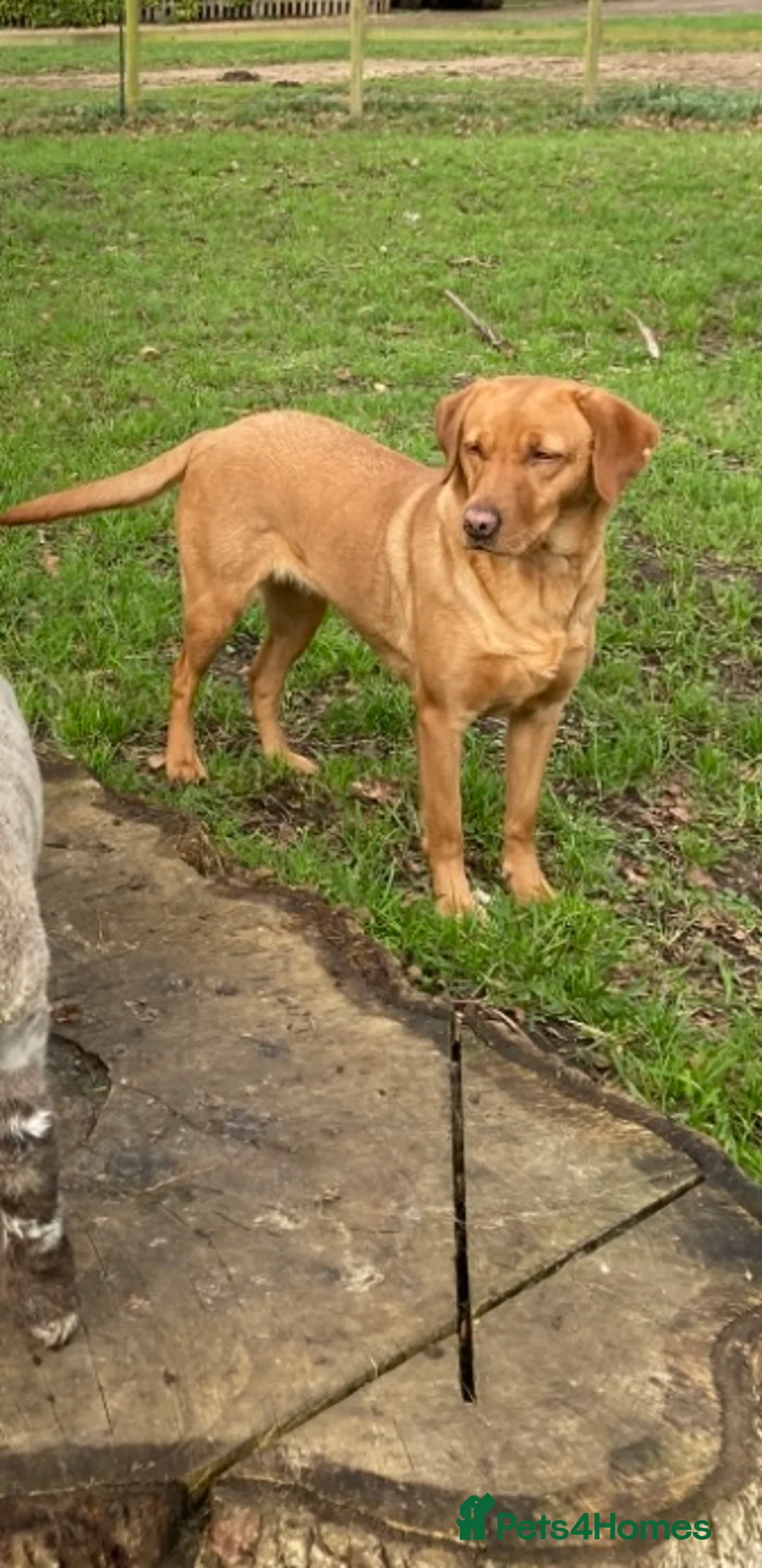 Labrador Retriever dogs for sale: Kc Fox red Labradors - Advert 1