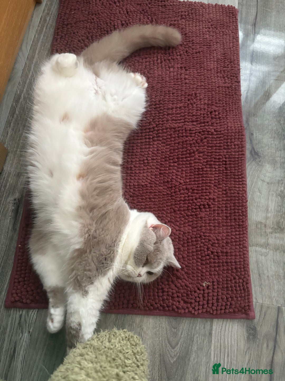 British Shorthair cats for sale: ✨ Gccf Champion Parents. Lilac bi colour male ✨ - Advert 13