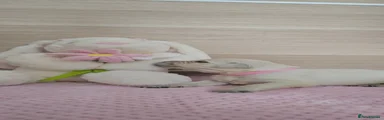 Miss Light Pink
