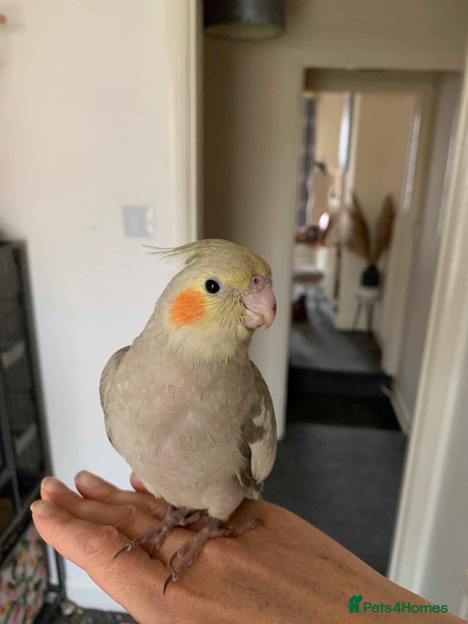 Parakeets birds 1Cockatiel & 1Kakariki left! Hand Reared Babies! - Advert 2