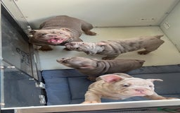 English Bulldog dogs for sale: Stunning English bulldog puppies  - Advert 4