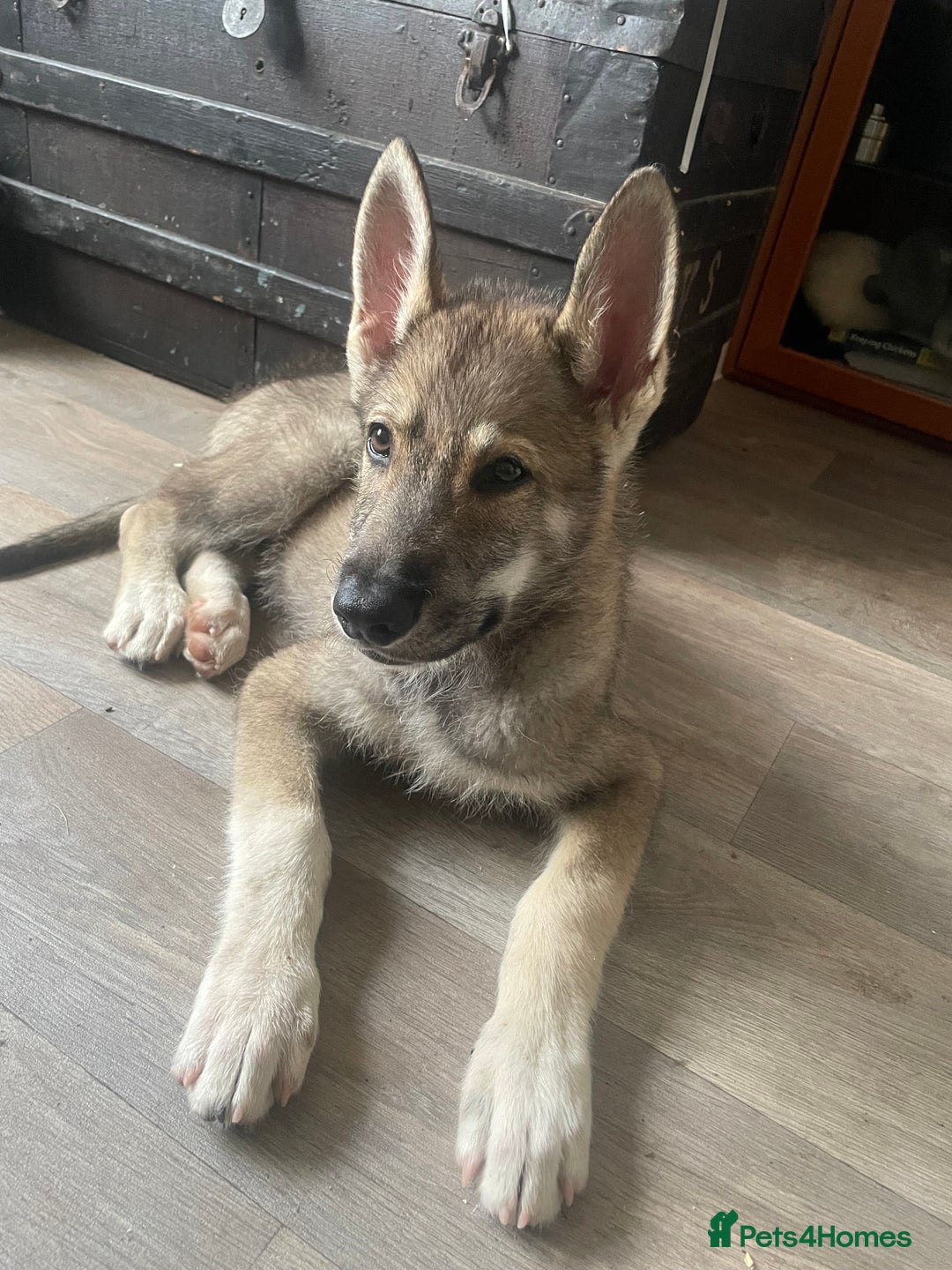 Shepsky dogs for sale: SHEPSKY MALE HUSKY GERMAN SHEPHERD CROSS MALE - Image 1