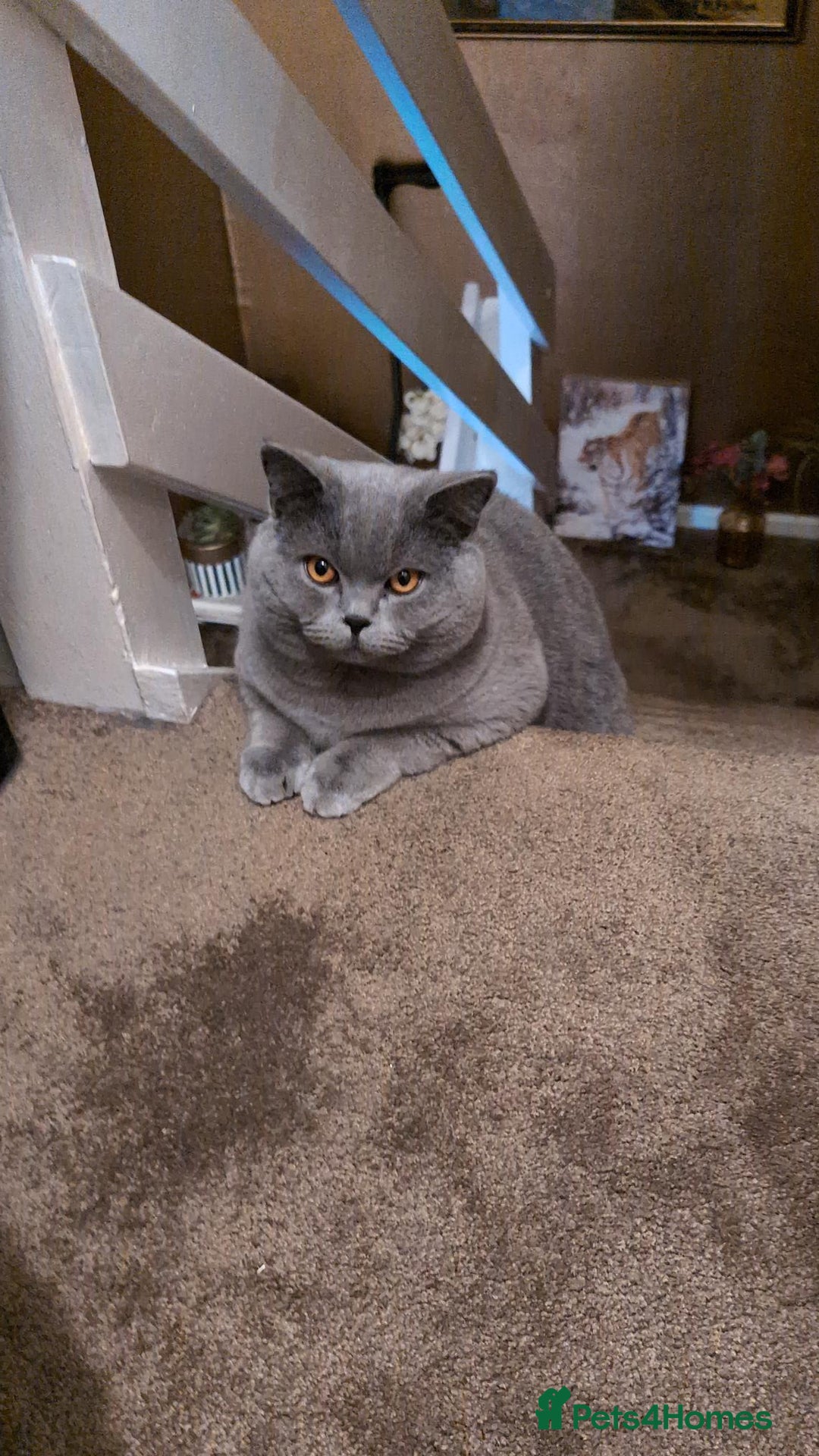 British Shorthair cats for sale: Beautiful British Blue Shorthair Male – 1 Yr Old - Advert 10