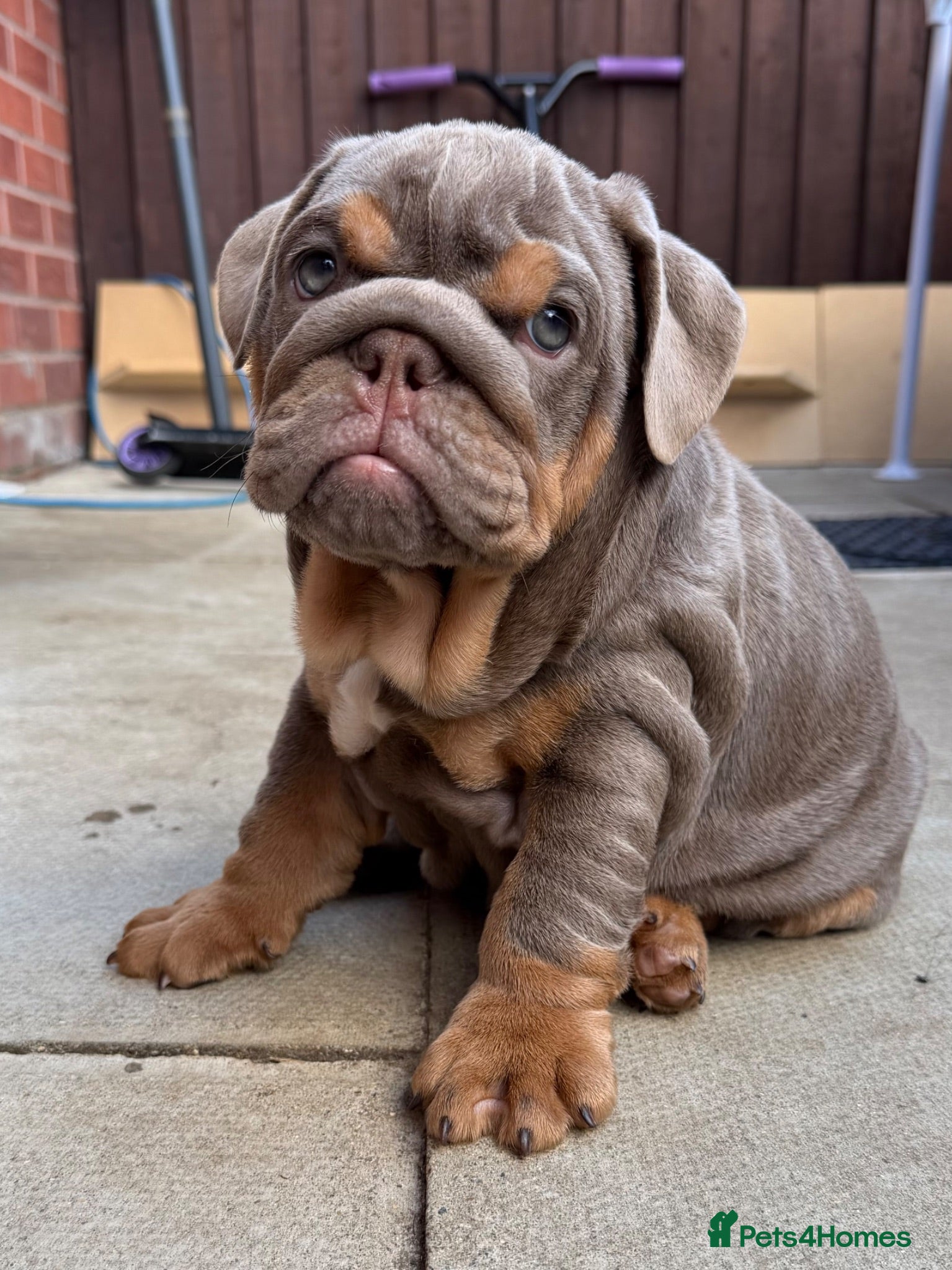 English Bulldog dogs Gorgeous KC English Bulldog Puppies🐶 - Advert 1