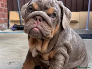 English Bulldog dogs Gorgeous KC English Bulldog Puppies🐶 - Advert 1