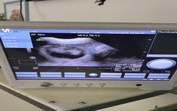 Labrador Retriever dogs for sale: Extensively Health tested Red fox Labradors 🧡 - Image 6