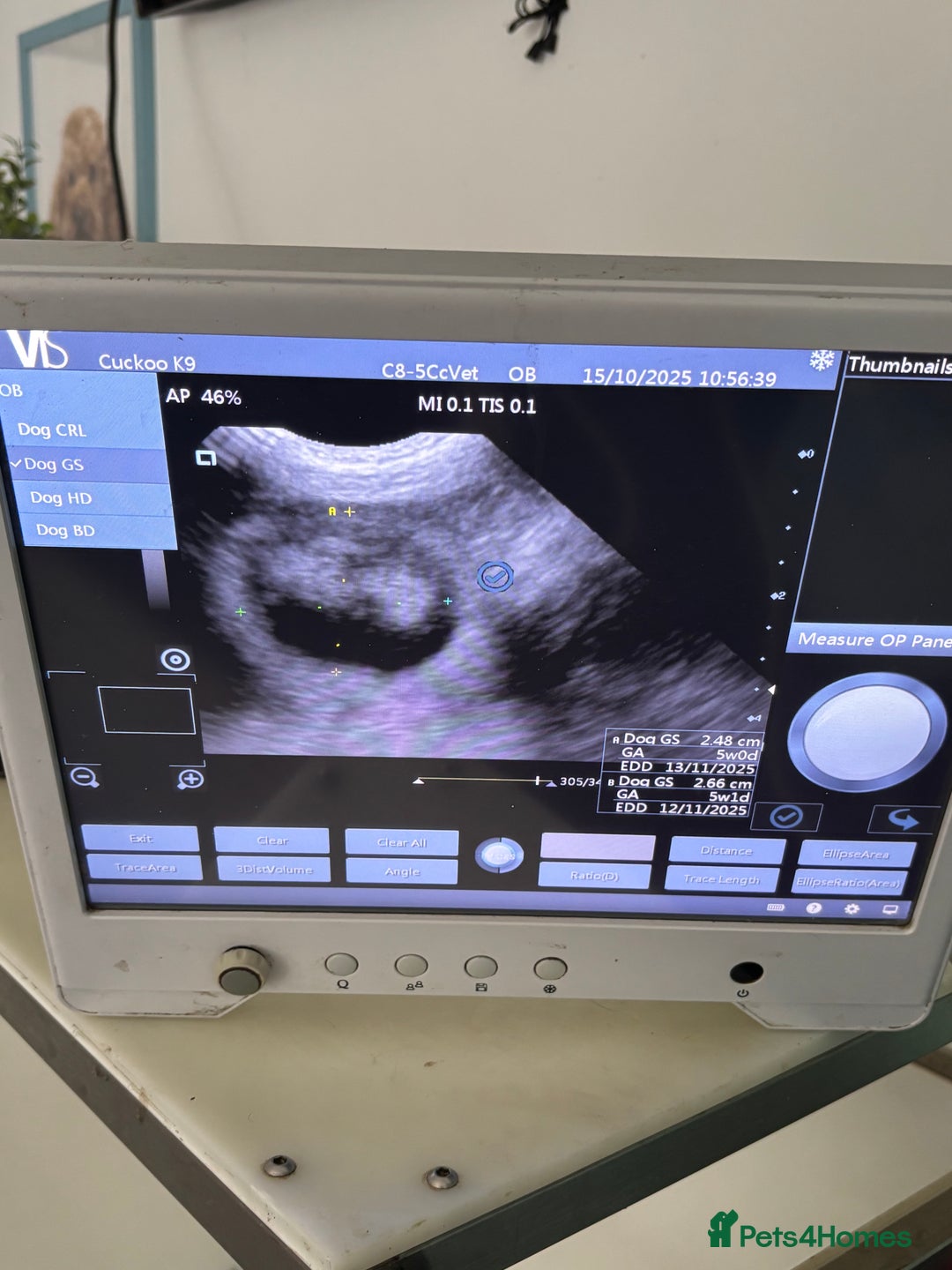 Labrador Retriever dogs for sale: Extensively Health tested Red fox Labradors 🧡 - Image 6