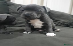 Staffordshire Bull Terrier dogs for sale: blue staffys - Image 13