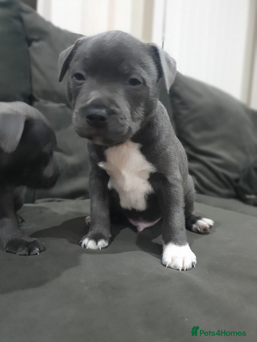 Staffordshire Bull Terrier dogs for sale: blue staffys - Image 13