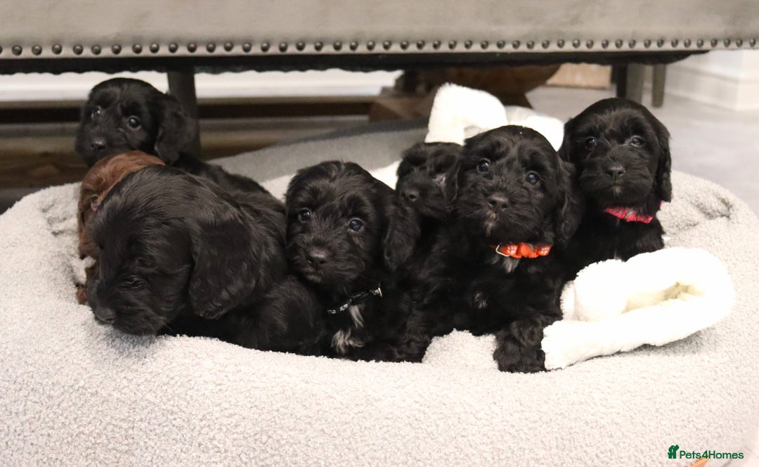 Cockapoo dogs for sale: Beautiful Cockapoos looking for their forever home - Advert 18