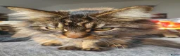 Mixed Breed cats for sale: Main coon cross cat, in Hull - Advert 7