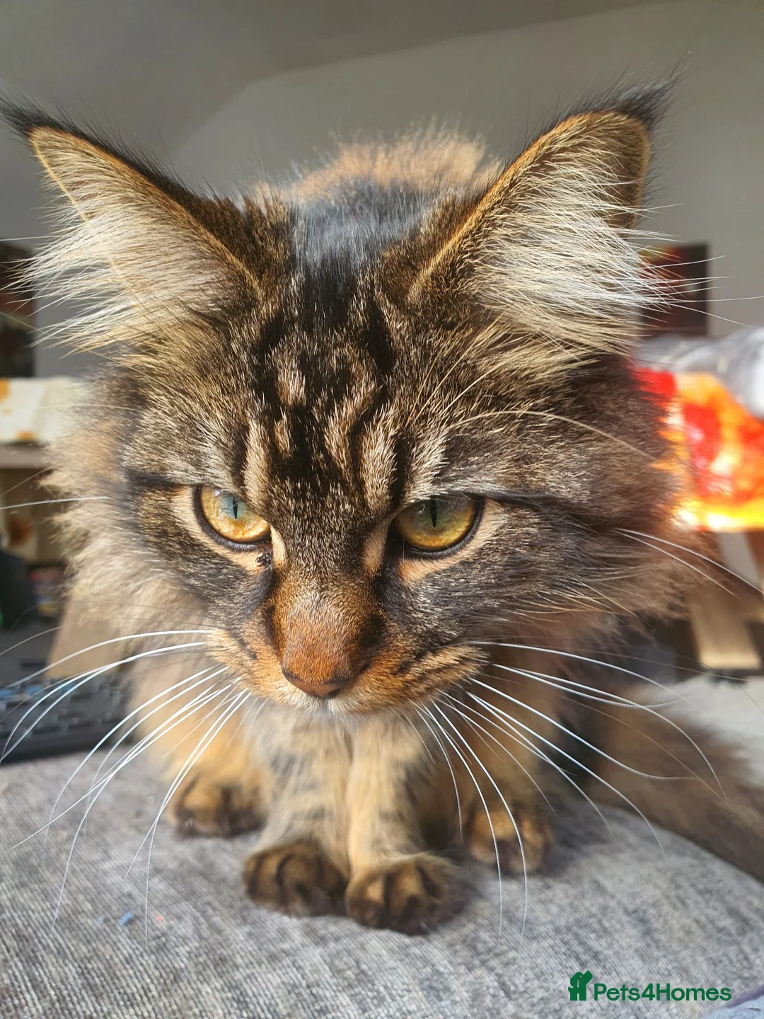 Mixed Breed cats for sale: Main coon cross cat, in Hull - Advert 7