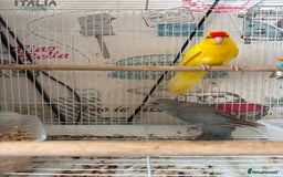Parakeets birds for sale: Male kakariki  - Image 7