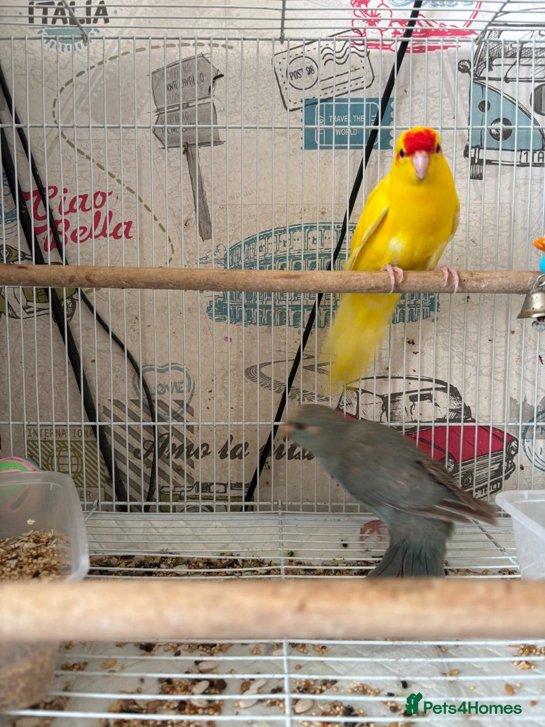 Parakeets birds for sale: Male kakariki  - Image 7