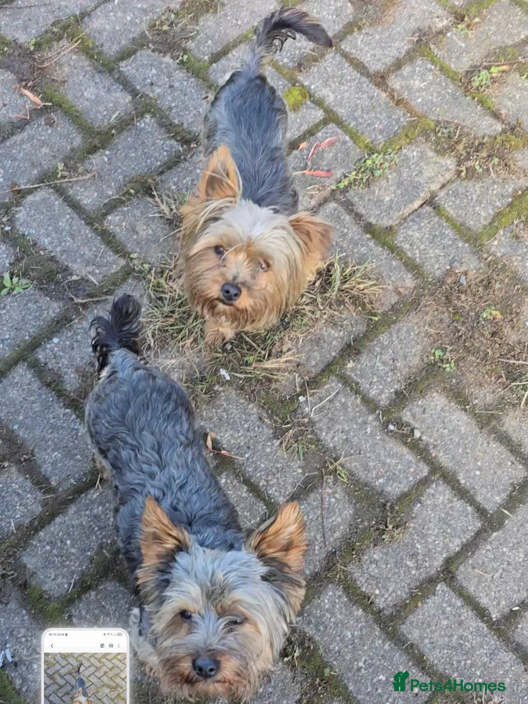 Yorkshire Terrier dogs for sale: Male Yorkshire terrier puppies  in Edinburgh - Advert 14