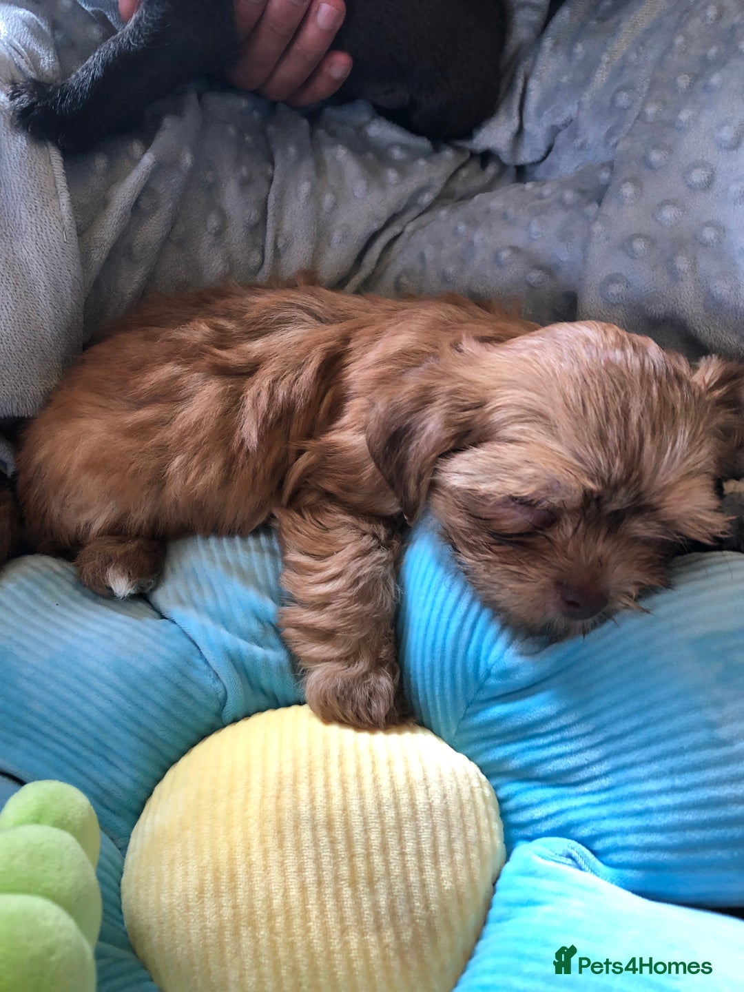 Mixed Breed dogs for sale: ADORABLE LITTER OF SHIH TZU/CHIHUAHUAS - Image 6