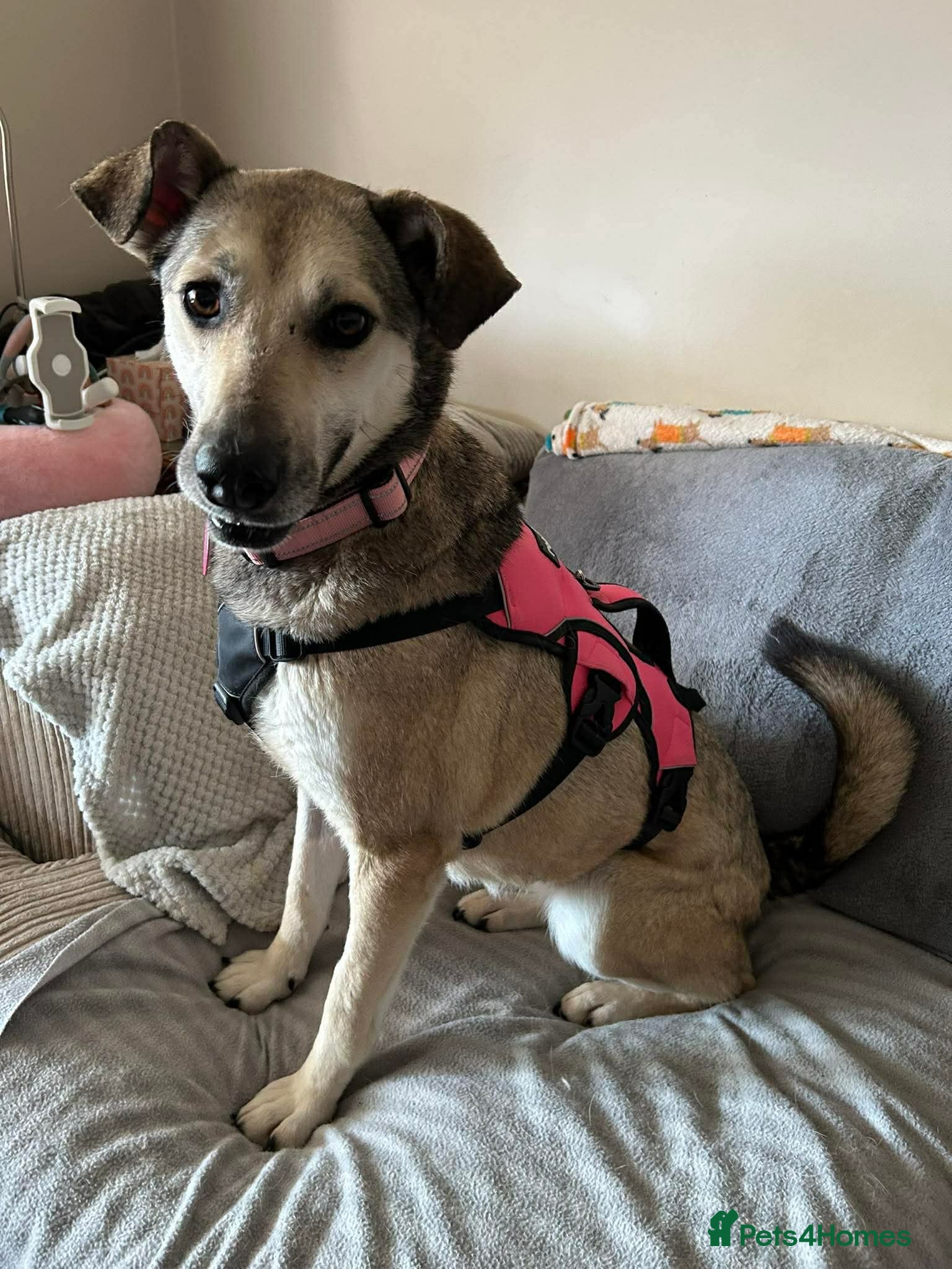 Mixed Breed dogs MARTHA - FOR ADOPTION  - Advert 16