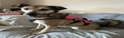Mixed Breed dogs for adoption: MARTHA - FOR ADOPTION  in Basingstoke - Advert 1