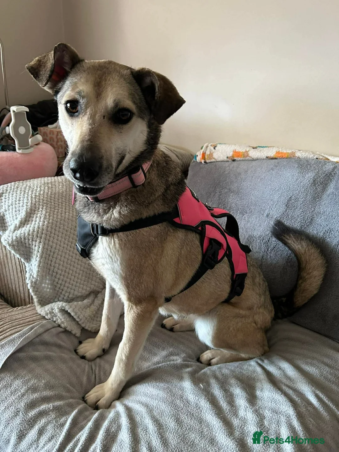 Mixed Breed dogs for adoption: MARTHA - FOR ADOPTION  in Basingstoke - Advert 1