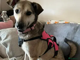 Mixed Breed dogs MARTHA - FOR ADOPTION - Advert 1