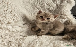 Burmese cats for sale: Beautiful Burmese x British kittens for sale 🤍  - Image 13