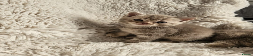 Burmese Kitten 2