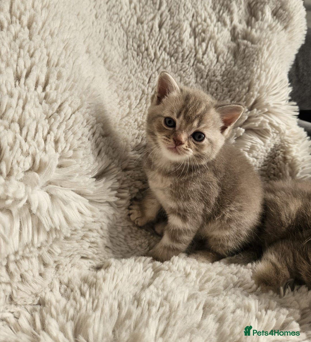 Burmese cats for sale: Beautiful Burmese x British kittens for sale 🤍  - Image 13