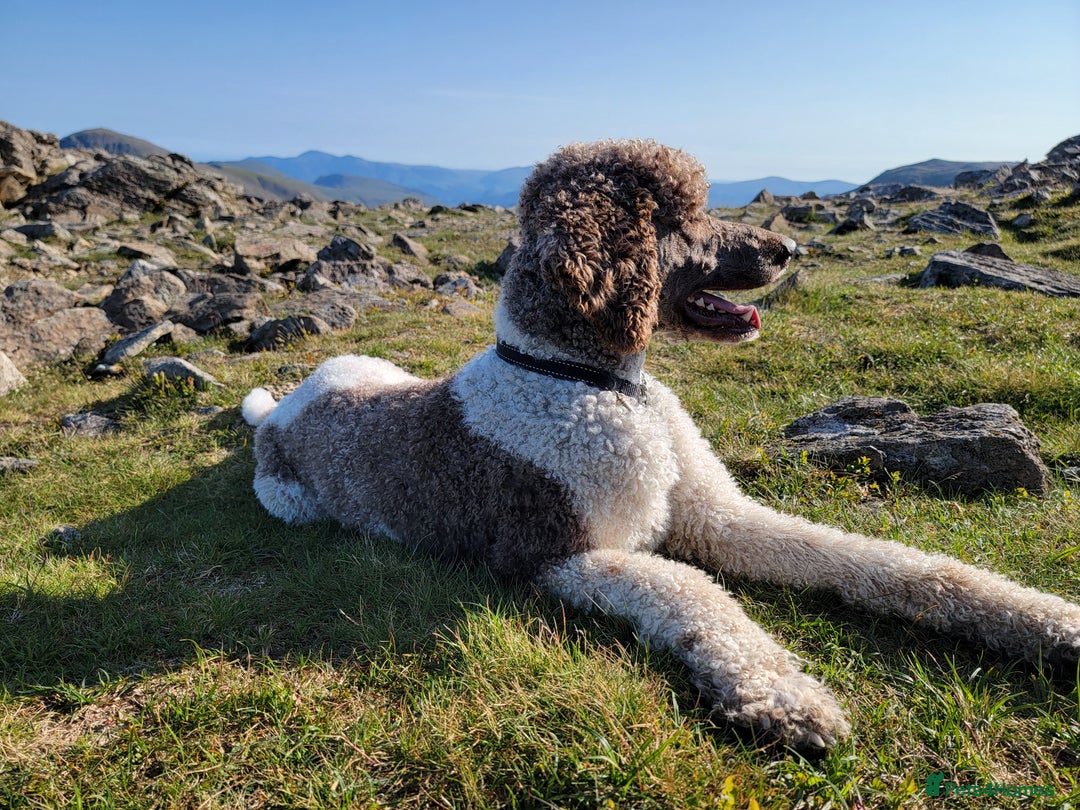 Standard Poodle dogs for stud: *Stud only - Standard poodle - Advert 1
