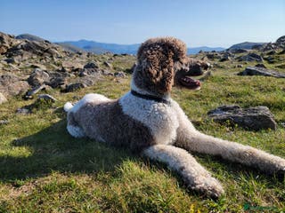 Standard Poodle dogs *Stud only - Standard poodle - Advert 1