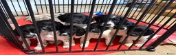 English Springer Spaniel dogs for sale: English springer spaniel puppies - Advert 1