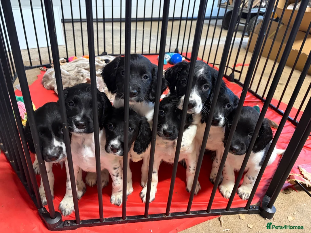English Springer Spaniel dogs for sale: English springer spaniel puppies - Advert 1