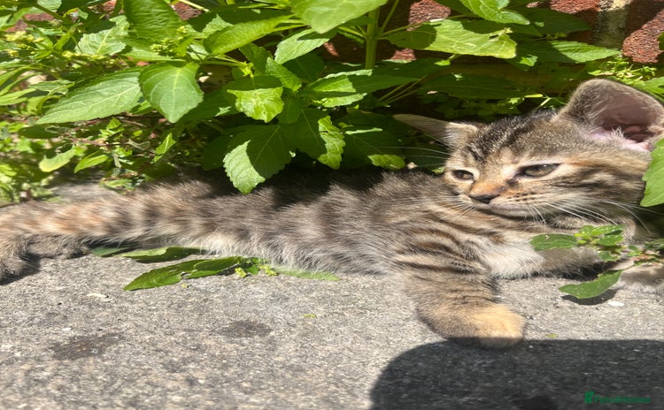 Domestic Shorthair cats - Advert 1