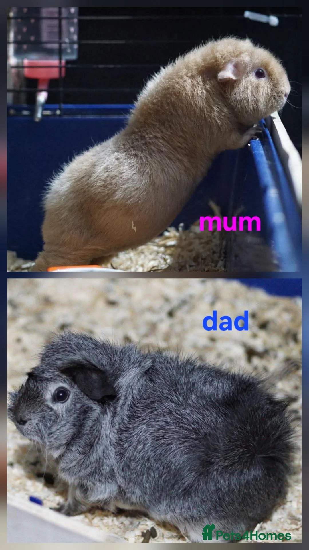 Guinea Pig rodents for sale: 1 boar & 1 sow baby pigs - Advert 10