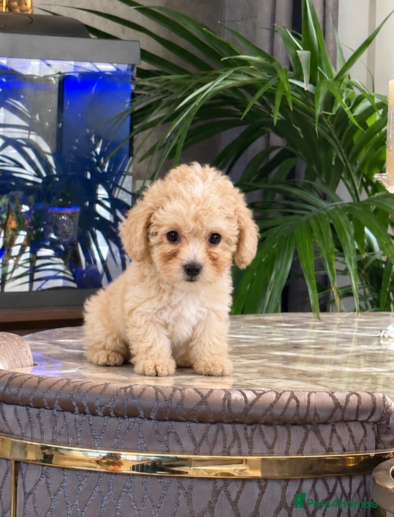 Toy Poodle dogs 10 weeks old toilet trained toy poodle puppies  - Advert 2