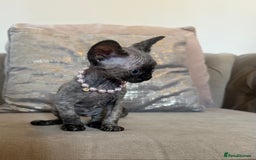 Devon Rex cats for sale: Two Adorable Devon Rex Kittens 💙🩷 - Image 13