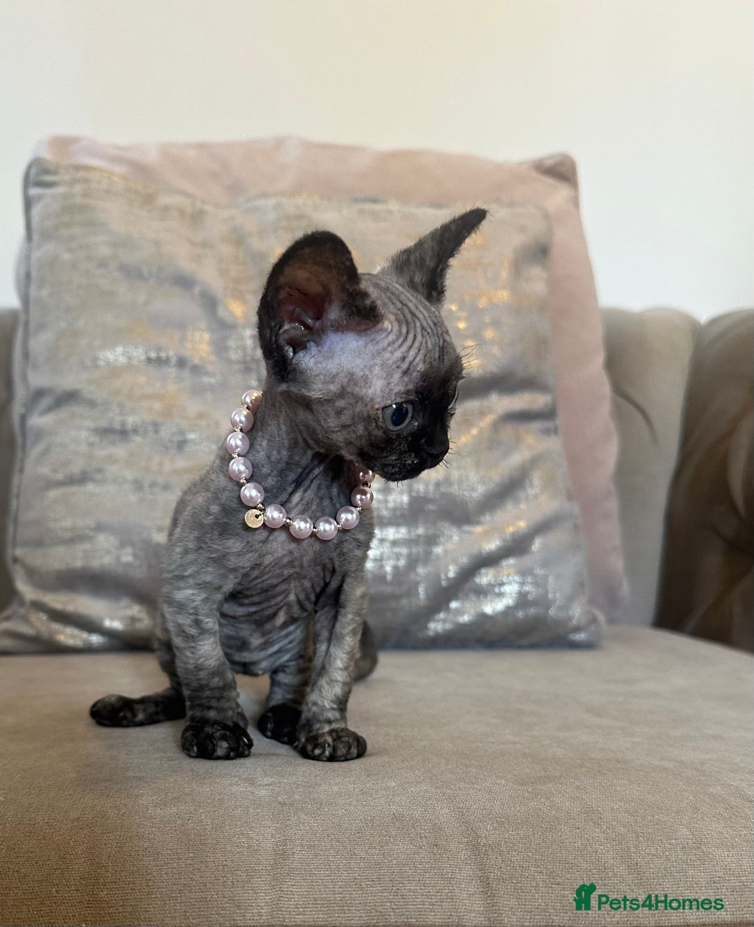 Devon Rex cats for sale: Two Adorable Devon Rex Kittens 💙🩷 - Image 13