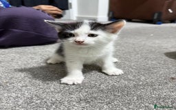 British Shorthair cats for sale: British short haired kittens - Image 4