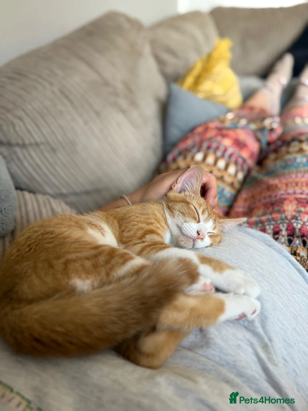 Domestic Shorthair cats for sale: Beautiful Family Friendly Kitten For A New Home - Advert 1