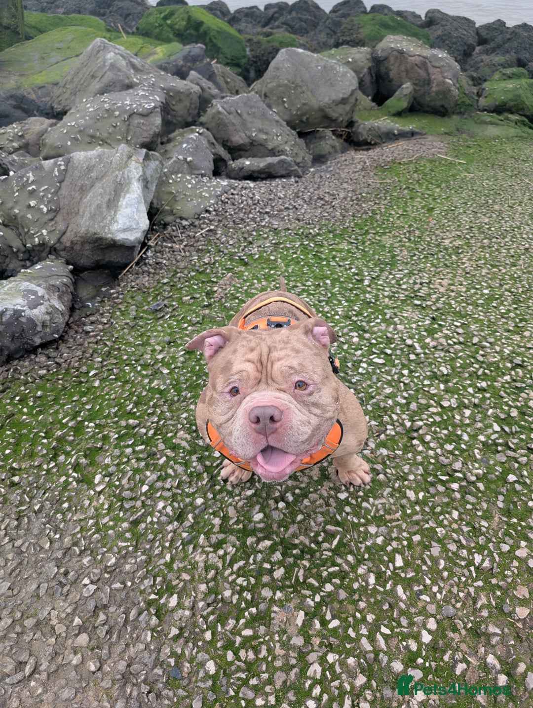 American Bully dogs for stud: Bruce  - Image 11