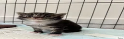 Mixed Breed cats for sale: Beautiful Kittens Looking for Their Forever Home - Advert 12