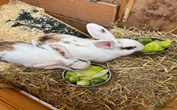 Mini Lop rabbits for sale: 2 x mini lop female rabbits for sale £60 - Image 5