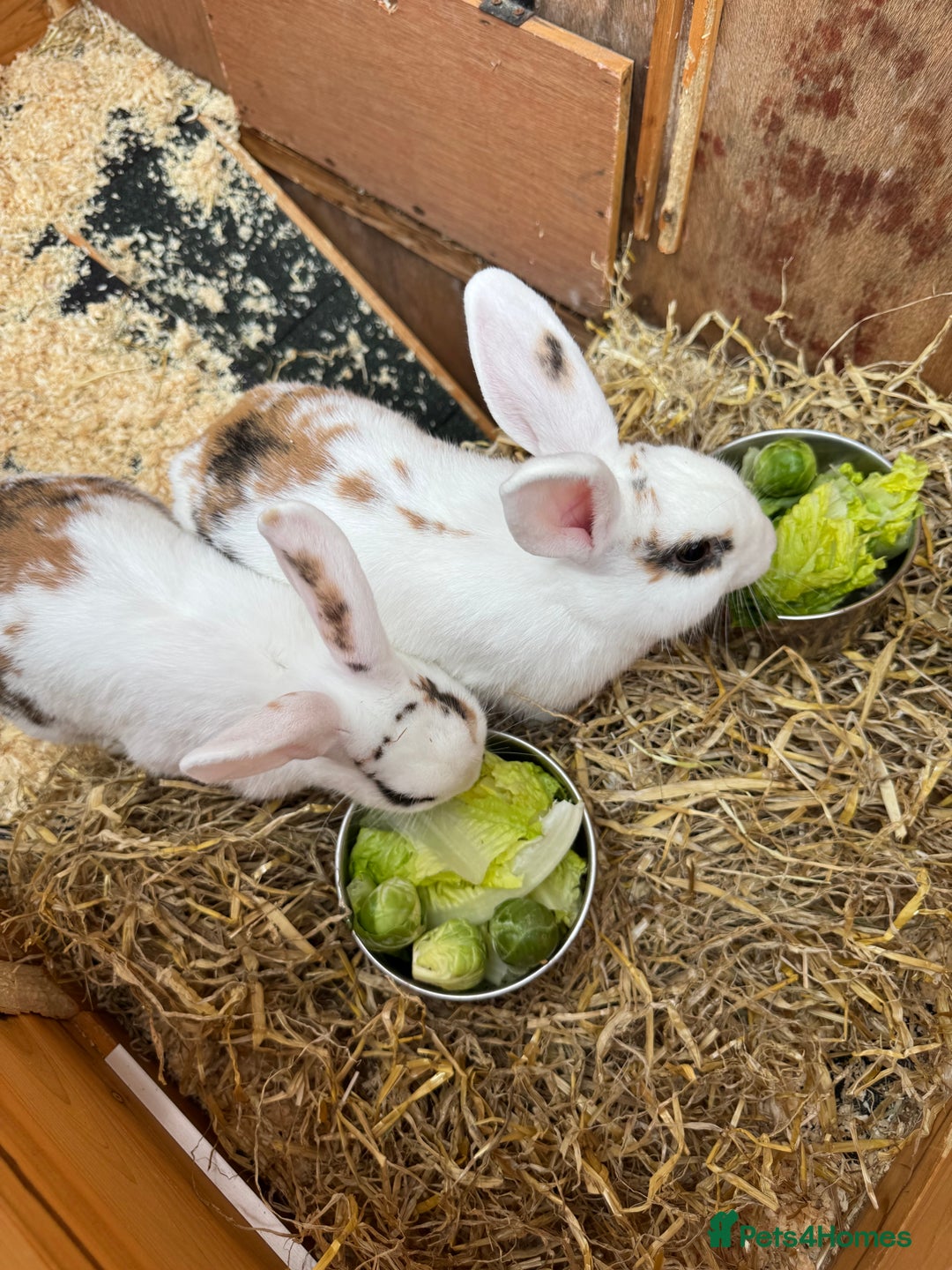Mini Lop rabbits for sale: 2 x mini lop female rabbits for sale £60 - Image 5