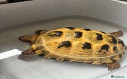 Tortoise reptiles for sale: 5 year old Russian tortoise  - Image 3