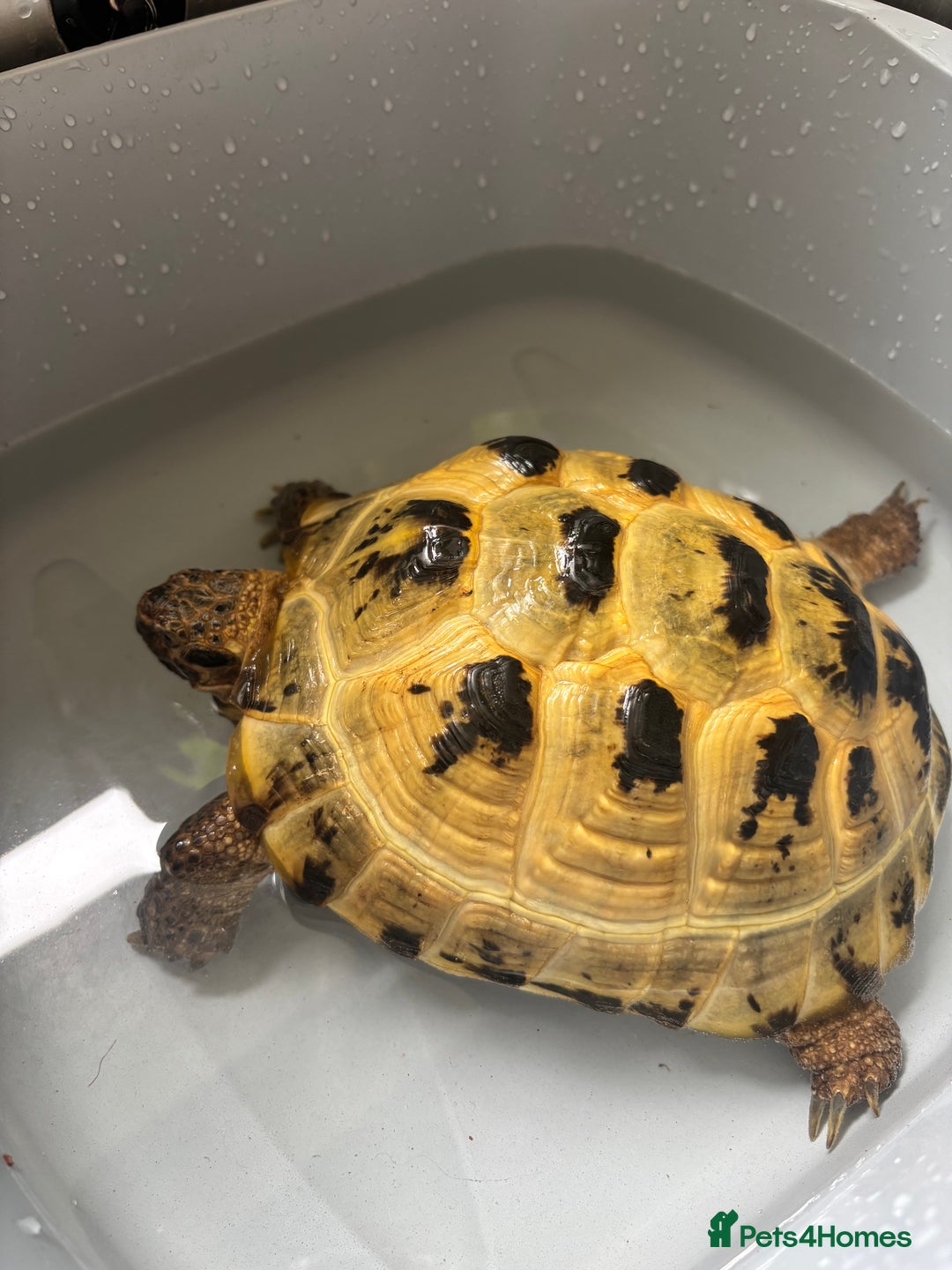 Tortoise reptiles for sale: 5 year old Russian tortoise  - Image 3
