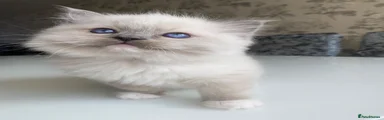 Ragdoll Kitten 1