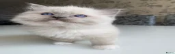 Ragdoll cats for sale: ✨Adorable Ragdoll kittens for sale✨ in Glasgow - Advert 3