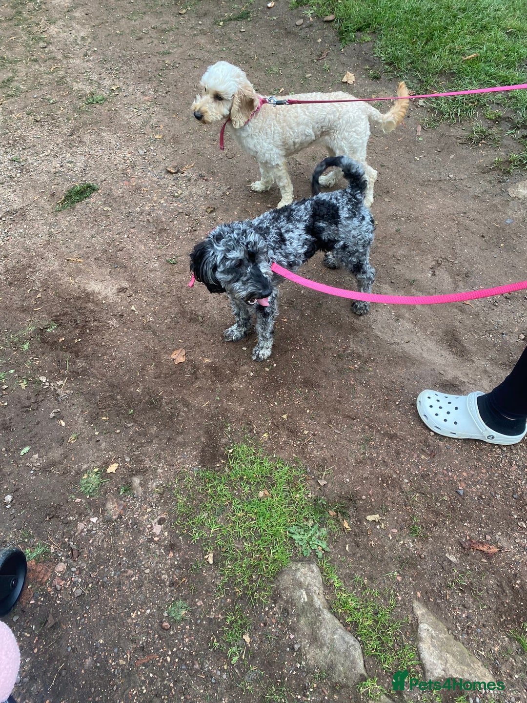 Cockapoo dogs for sale: Cockapoo 2 year old - Advert 17