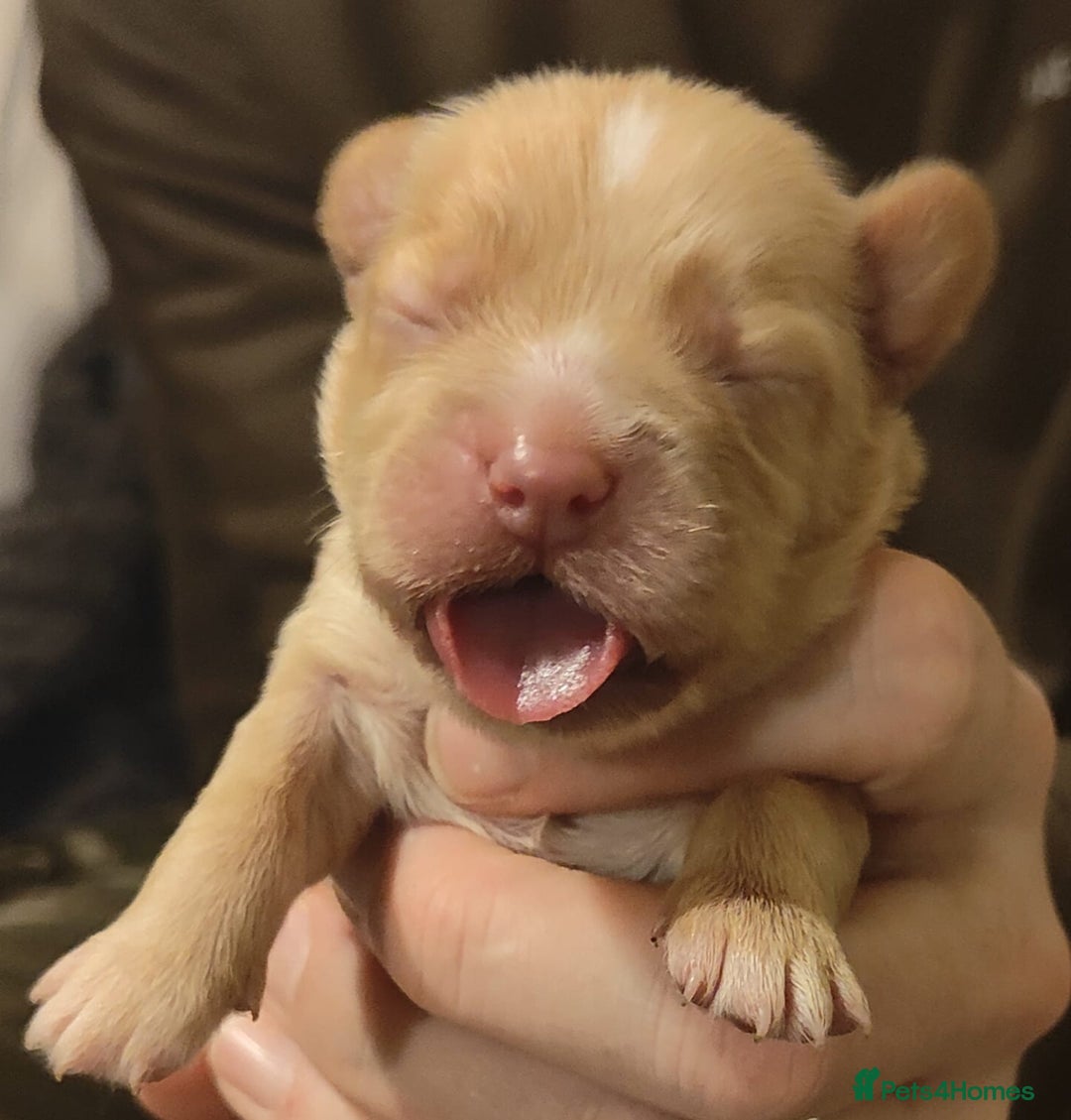Cocker Spaniel dogs for sale: Cocker spaniel pups 4 days old - Advert 3